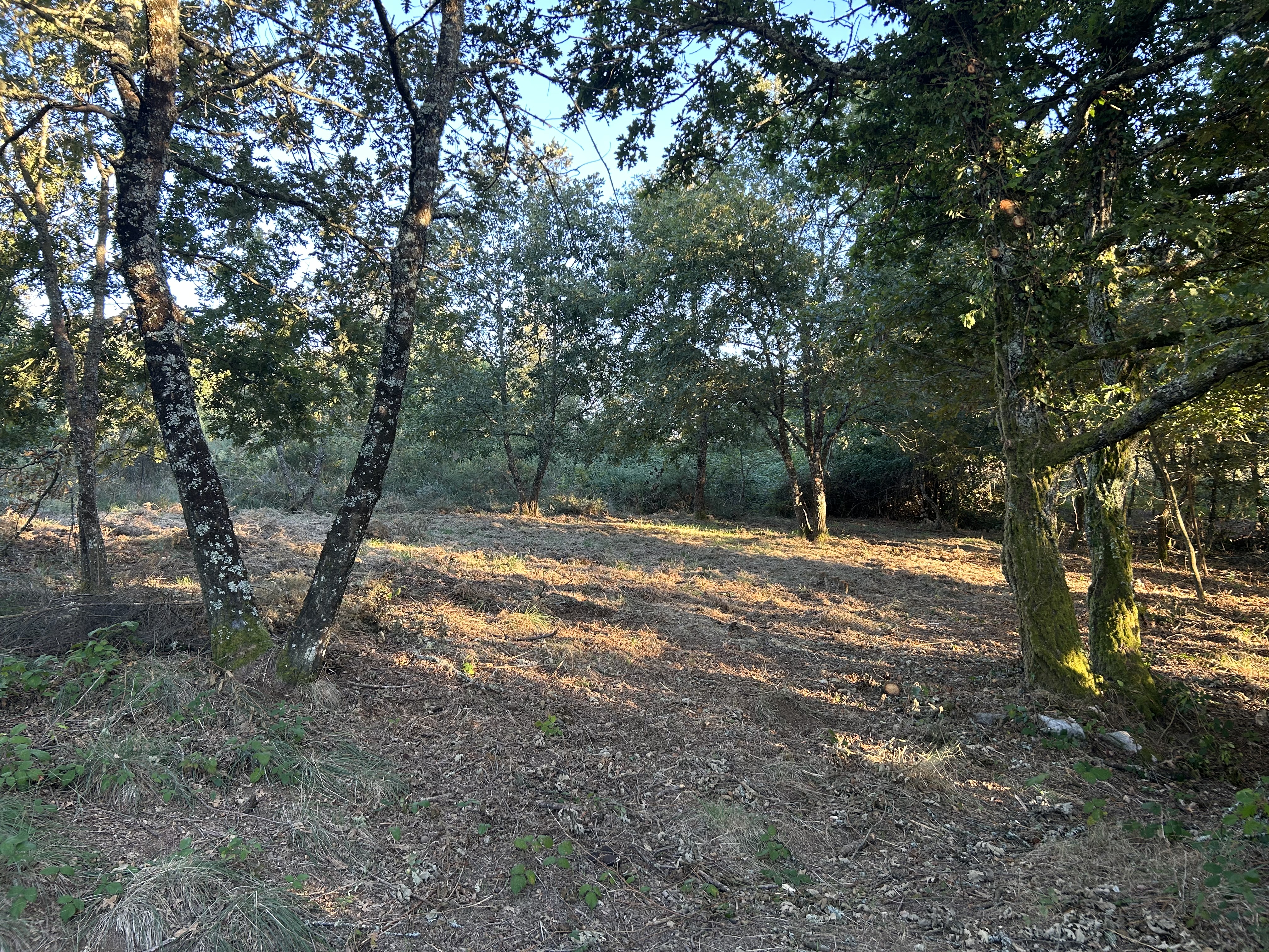 Open terraced space reserved for additional campervans at Monte Flor.
